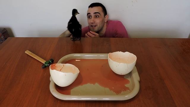 ГОМУНКУЛ ИЗ СТРАУСИНОГО ЯЙЦА[ЧТО ЭТО?] смотреть онлайн