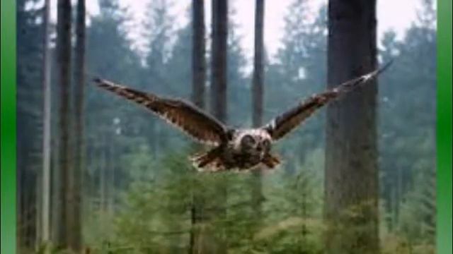 Песенка про московского муравья смотреть онлайн