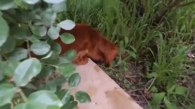 Анапа Витязево Снять дом, квартиру на море. смотреть онлайн