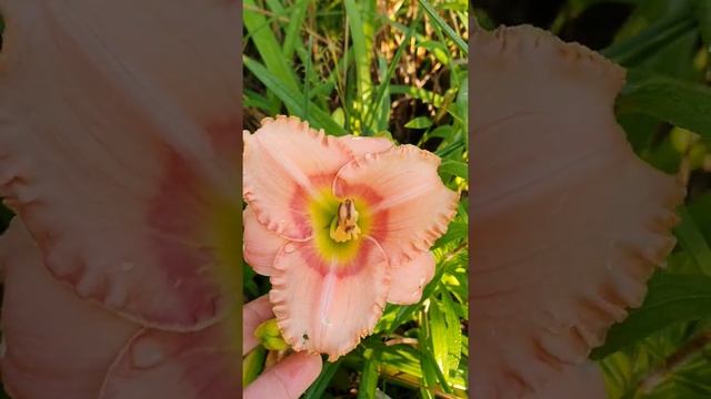 ЛИЛЕЙНИК ЭЛЕГАНТ КЕНДИ #лилейник #лилейники #коллекциялилейников смотреть онлайн