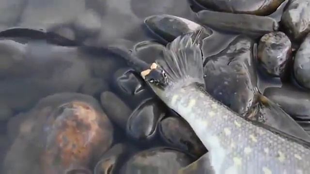 Маленькая змея впоймал большую щуку! Small snake spoimal big pike! смотреть онлайн