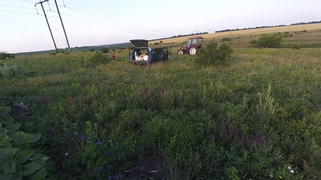Кормим подсолнечник Карбамид+фунгицид смотреть онлайн