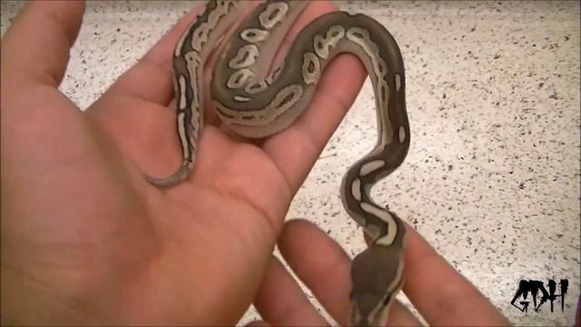 Ball Python Clutch 3 & 4 after shed and Results смотреть онлайн