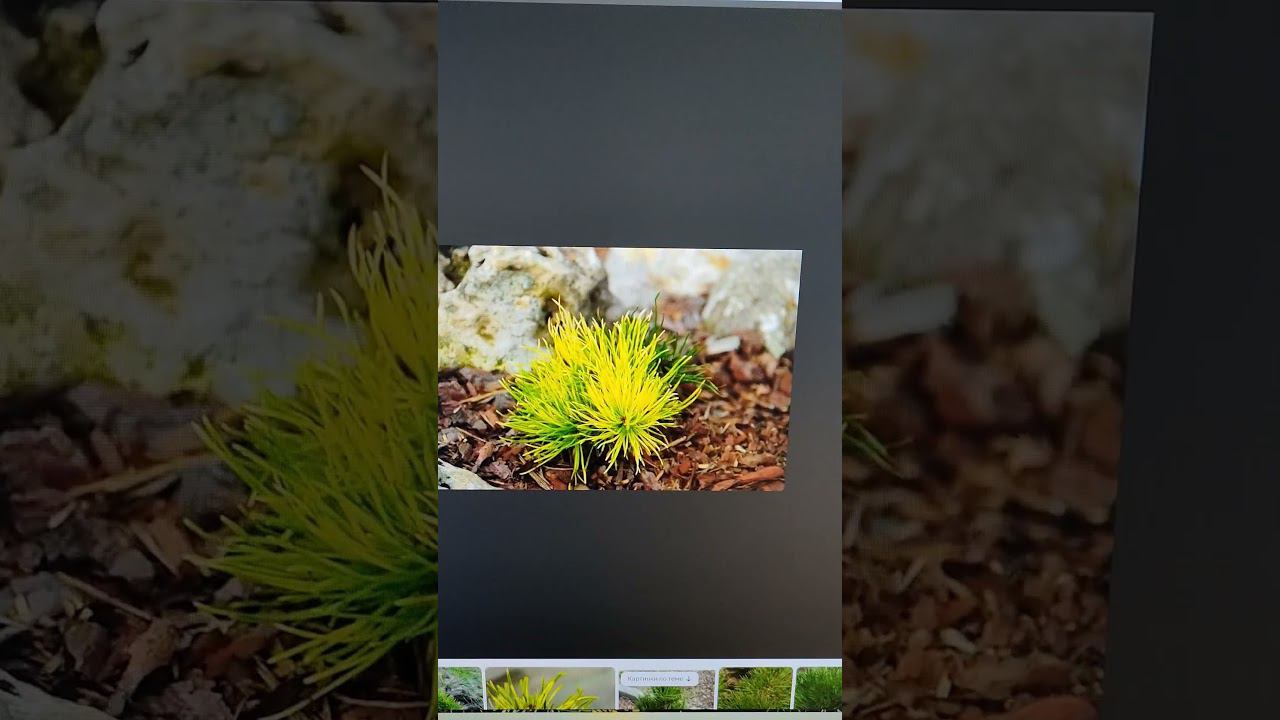 где купить дешего сосна скрученная голден страйкер (pinus Contorta Golden Striker)