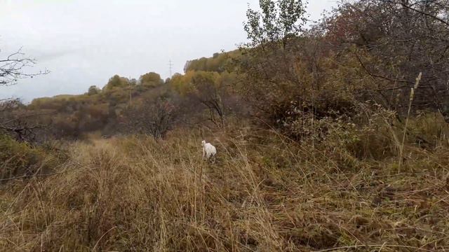 Нам погода не помеха!30 сентября лазим с сыном по местным дебрям. 2 часть смотреть онлайн