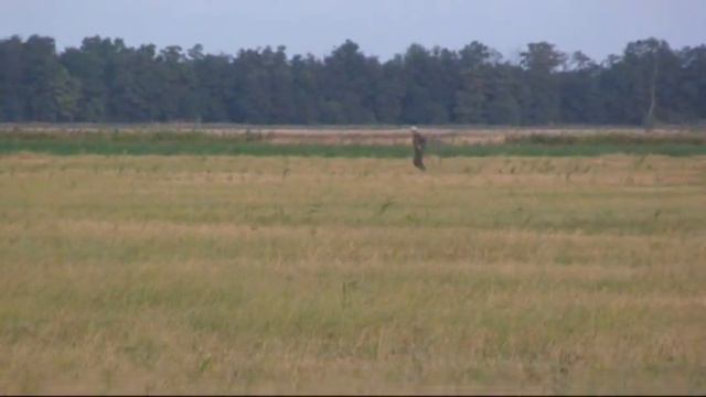 309. (57) А.П. Полли - А.П. Мамба Черная. смотреть онлайн