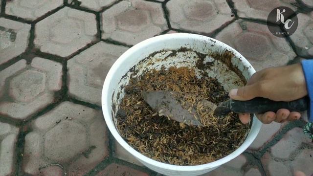 Merimbunkan Sirih Keraton Yang Menggila Di Musim Hujan #sirih_kebuncilik смотреть онлайн
