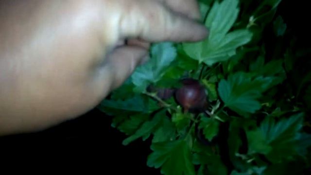 крыжовник сорт красень смотреть онлайн