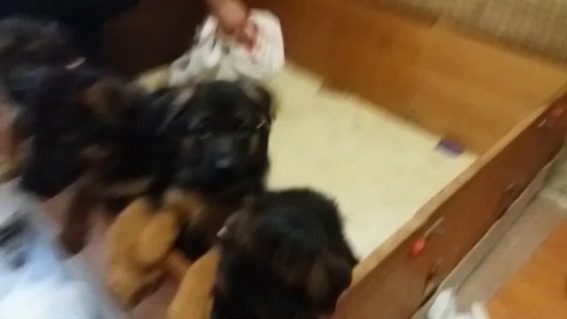 Как проходит кормление щенков в питомнике. Щенки немецкой овчарки 1.5 мес. Puppy dinner time. смотреть онлайн