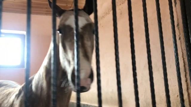 Будни на конюшне|Кормим коней|Vlog с конюшни