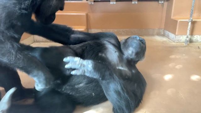 Gorilla parent-child play before bedtime / Shabani Group in the evening смотреть онлайн