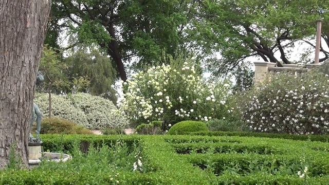 In the Garden with Dave Forehand: Chinese Snowball Viburnum смотреть онлайн