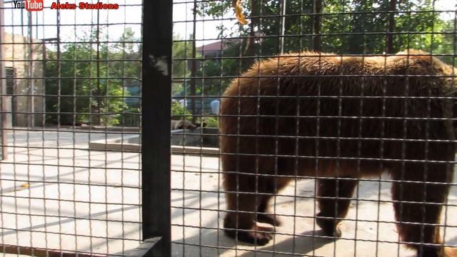 Крым Парк львов #Тайган#Крым смотреть онлайн