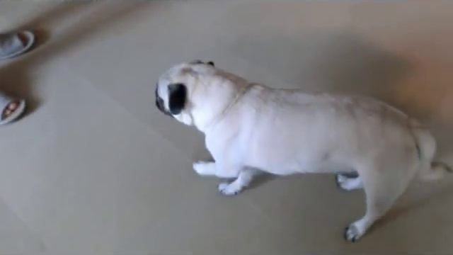Pug Reverse Sneeze смотреть онлайн