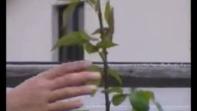 Кустовые розы Уход Особенности группы смотреть онлайн