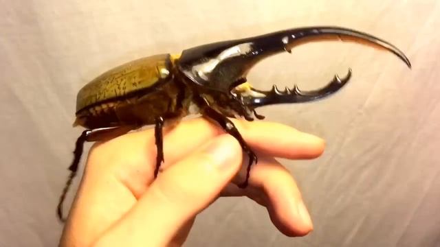 Handling A GIANT RHINO BEETLE! - (Dynastes Hercules)