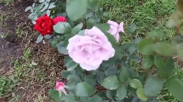 Обзор сортов роз. Розы на приусадебном участке. смотреть онлайн