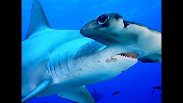 Большие рыбы морей и океанов смотреть онлайн