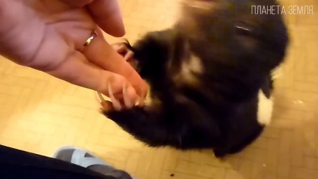 Скунс: Полосатый парфюмер | Интересные факты про скунса смотреть онлайн