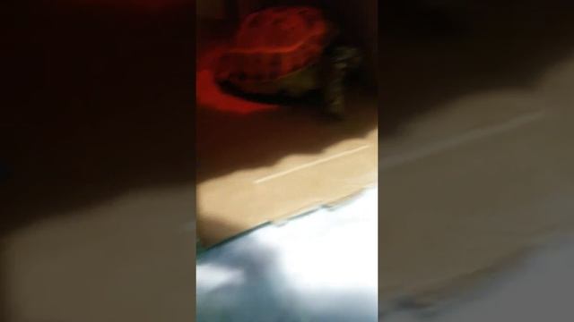 Как ухаживать за черепахой 1 "Домик" смотреть онлайн