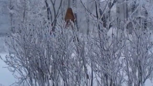 Куролесит Зима - Автор София Зирина музыка и Поёт Елена Егорова ( Ленчиковна ) смотреть онлайн