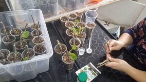 Размножение, черенкование инжира. Укоренение черенков.