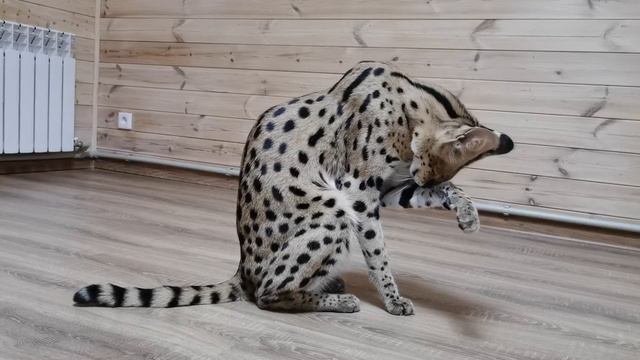 Сервал-поглотитель форели смотреть онлайн