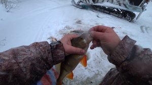 РЫБАЛКА В ХМАО НА КРУПНОГО ОКУНЯ