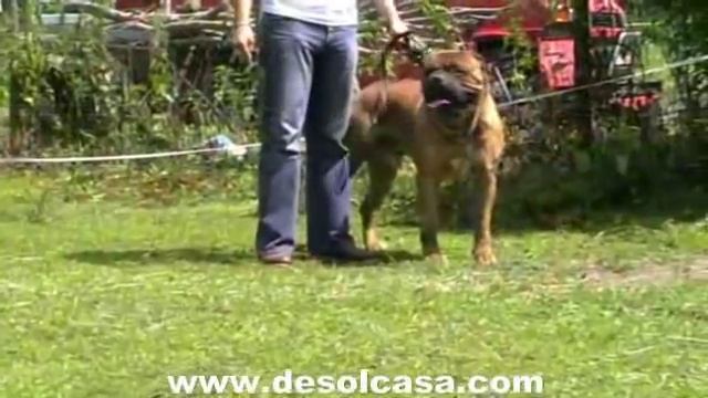 Ultimate showdown: Fila Brasileiro vs Bullmastiff смотреть онлайн