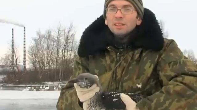 Актуальный репортаж - Чернозобая гагара смотреть онлайн