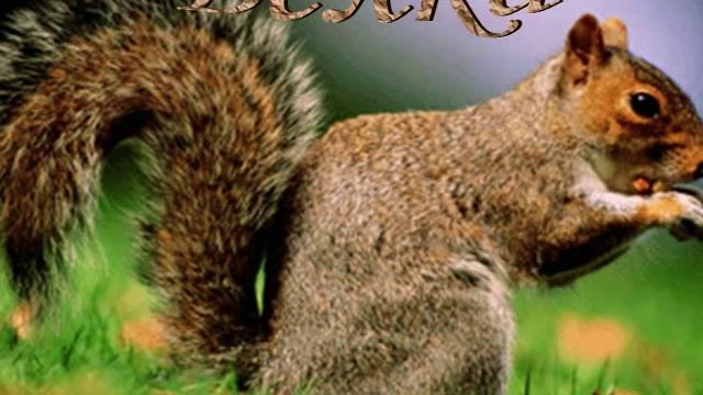 Животный мир Северной Америки смотреть онлайн