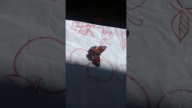 бабочка павлиний глаз после зимней спячки смотреть онлайн