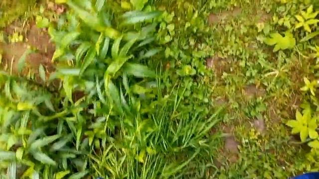 Ах,лето! Как долго мы тебя ждали! А с 21го уже день пойдет на убыль смотреть онлайн