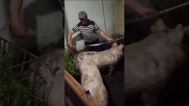 Свини на откорме ф1 крупная белая - Ландрас 6 месяцев смотреть онлайн