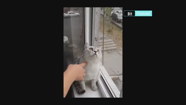 Уникальная подборка лучшего видео приколов с животными. Смотреть всем смотреть онлайн