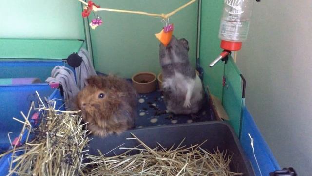 Guinea Pig Game Ideas: Hanging Vegetable (capsicum) Part.1 смотреть онлайн