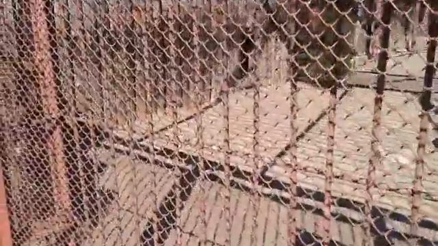 Пермский зоопарк (28 апр 2015 г.) смотреть онлайн