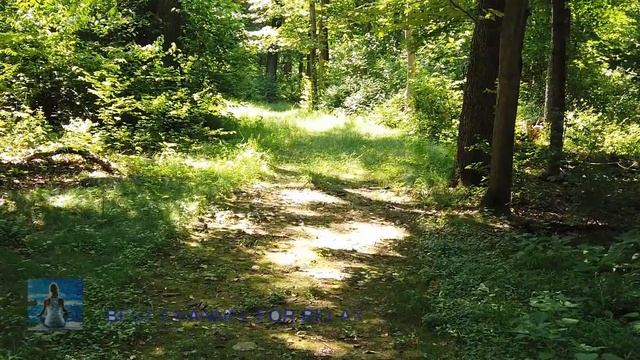 A Walk In The Woods 2020 Relaxing Music The Forest Virtual Forest Walk Pleasure Calm Sleepy Music
