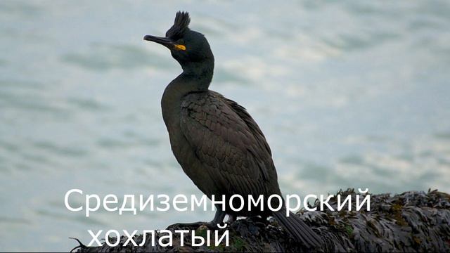 Птицы, занесенные в Красную книгу России 2ч.