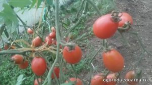 Показываю и рассказываю про сорт томатов "Чио-чио-сан"