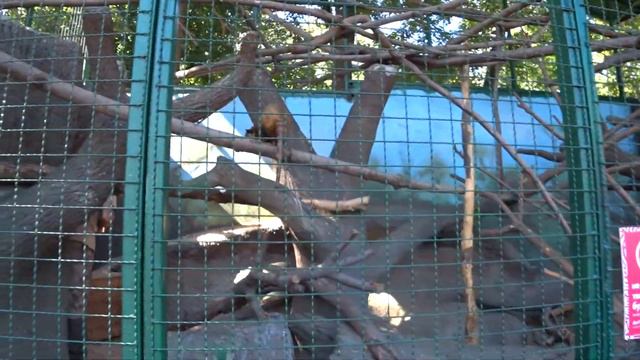 Киев. Зоопарк.Лошадь Пржевальского и носуха. смотреть онлайн