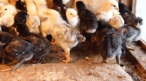 Цыплята  О курах Гриз бар