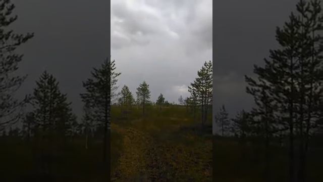 По болоту по ягоды. Видео от Артема М. смотреть онлайн