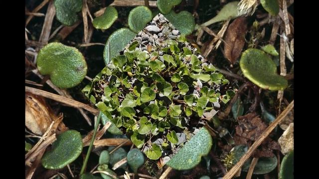 СОЛЬДАНЕЛЛА (SOLDANELLA) сем. Первоцветные смотреть онлайн