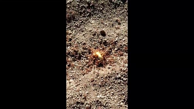 Fire Ants vs Potato Bug смотреть онлайн