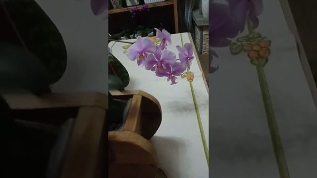 Orkidea phalaenopsis Jiahos Pink Girl(schillerianaxzuma Pixie)evogel смотреть онлайн