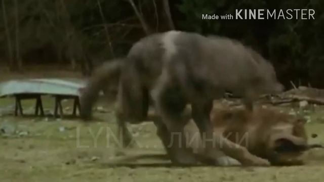 Клип про волков / Clip about wolves смотреть онлайн