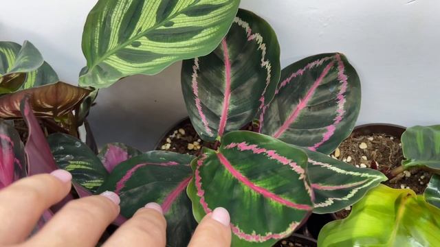 Обзор моей коллекции Калатей смотреть онлайн