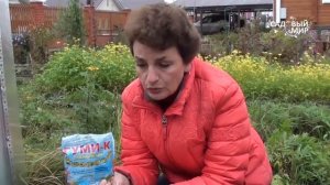 Как выращивать ремонтантную землянику  Октябрьское чудо