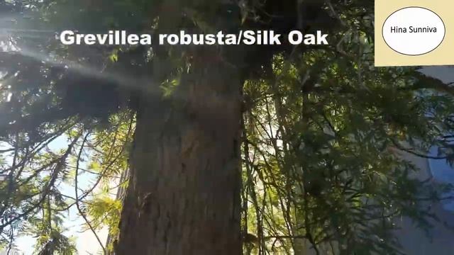 Grevillea robusta / Silk Oak / Silver Oak смотреть онлайн